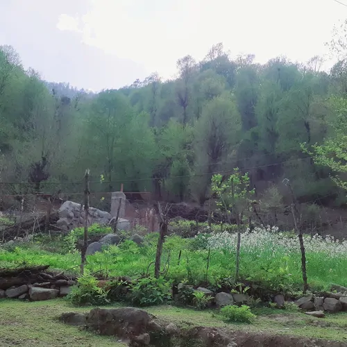 تصویر 8 - ویلا جنگلی طبیعت در  ماسوله 