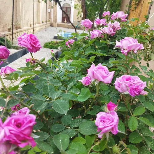 تصویر 11 - اقامتگاه بوم‌گردی عمارت دلگشا ( اتاق سنتی ) در  ماهان