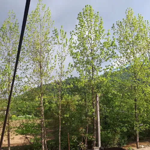 تصویر 12 - ویلا جنگلی دلنشین در  ماسال