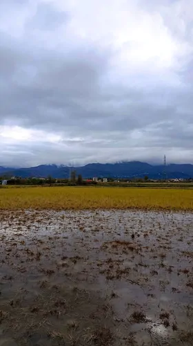 تصویر 19 - ویلا نازگیلان (رویال ۲) در  کلاچای