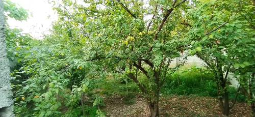 تصویر 20 - ویلا شکوفه با فوتبال دستی در  رشت