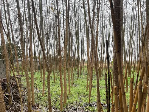 تصویر 10 - سوییت ویلایی مانیا (لوتوس) در بابل