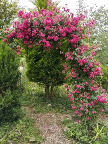 تصویر 15 - ویلا جنگلی شقایق با ویوی عالی در لنگرود