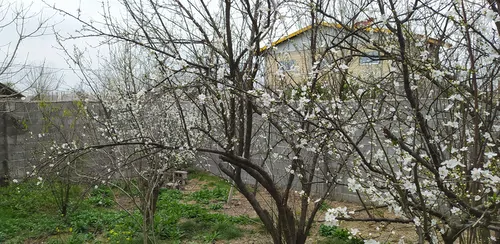 تصویر 17 - ویلا شکوفه با فوتبال دستی در  رشت