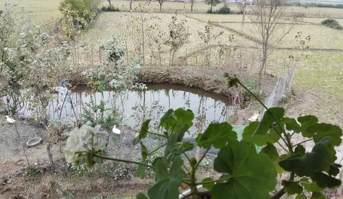 تصویر 23 - کلبه استخردار آبگرم مهراد در  ماسال