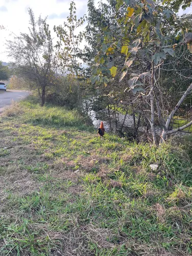 تصویر 14 - ویلا توسکای سبز در  ماسال