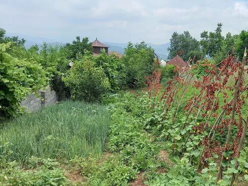 تصویر 17 - روستایی و عشایری  مین سی در  شیرگاه