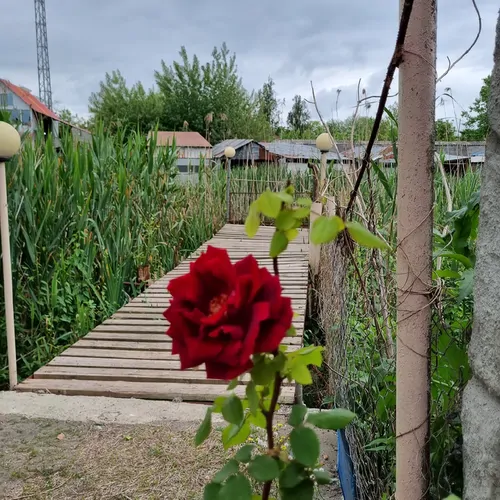 تصویر 24 - کلبه کنار تالاب در  انزلی