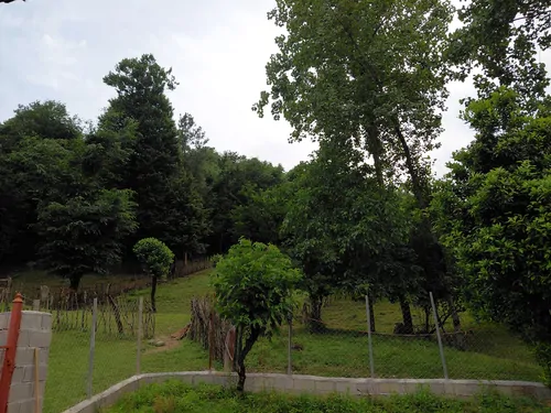 تصویر 13 - کلبه چوبی نارنج در  ماسال