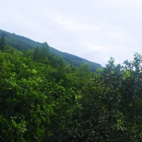 تصویر 3 - ویلا اقامتگاه زیبا در شیرگاه