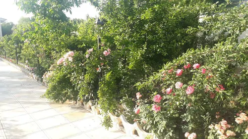 تصویر 4 - ویلا باغ دوبلکس در سهیلیه