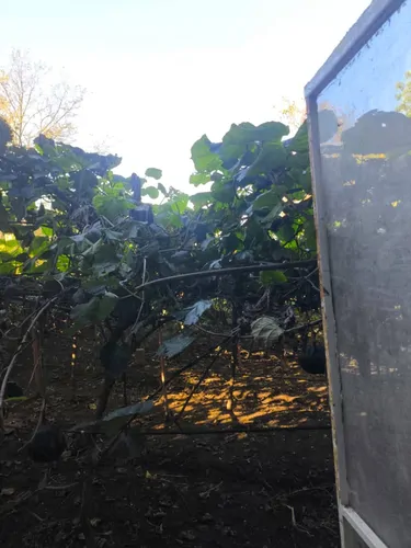 تصویر 4 - ویلا ویلا در دل طبیعت آستارا در آستارا