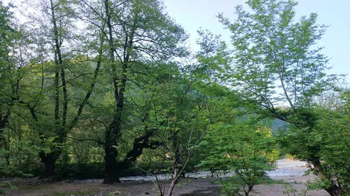 تصویر 12 - کلبه جنگلی توسکا در ماسال