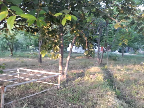 تصویر 2 - خانه سپیدار الموت در الموت