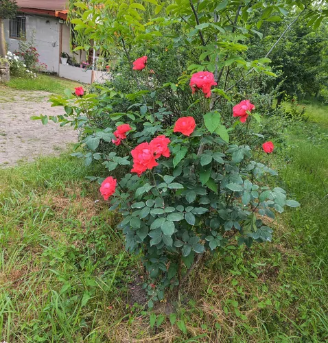 تصویر 12 - ویلا توسکا در سیاهکل