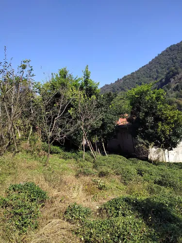 تصویر 2 - ویلا باغ جنگلی سیاهمزگی در شفت