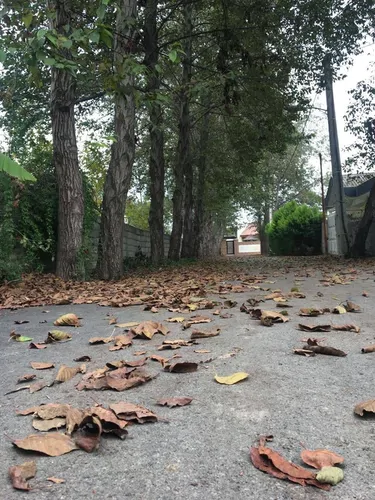 تصویر 13 - ویلا  باغ نیکوکار در  چالوس