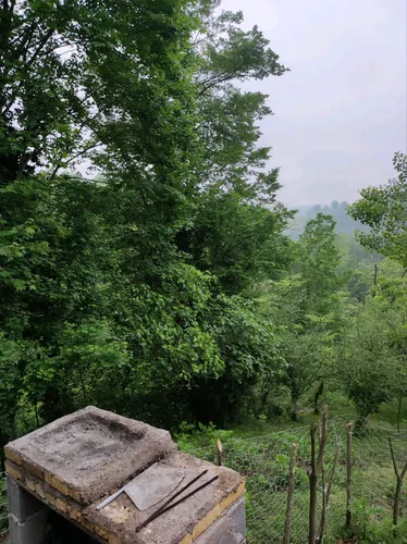 تصویر 15 - کلبه سوئیسی سورنا در سوادکوه