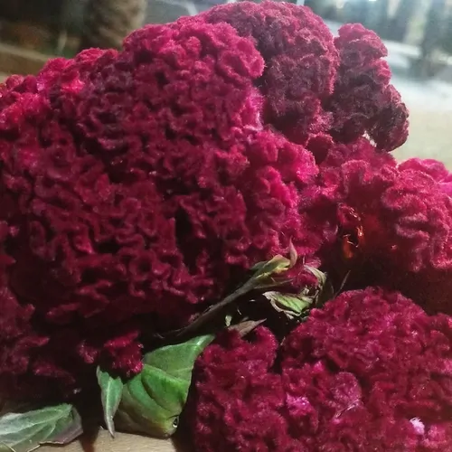 تصویر 4 - اقامتگاه بوم‌گردی باغ گردشکری باران در بم
