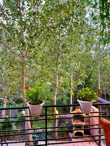 تصویر 20 - کلبه سوئیسی پناه با جکوزی  در  شیرگاه