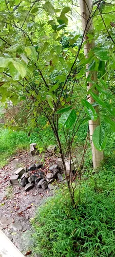 تصویر 5 - کلبه کلاب در سوادکوه