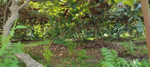 تصویر 15 - ویلا باغ زندگی در  اسالم