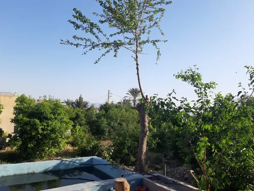 تصویر 2 - ویلا تفریگاه اختصاصی در کازرون