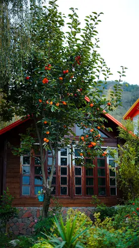 تصویر 18 - کلبه چوبی لِلی در سوادکوه