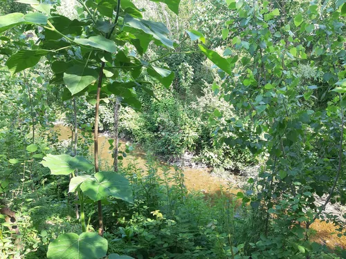 تصویر 21 - ویلا جنگلی کنار رودخونه  در  گیسوم