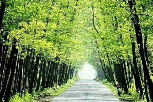تصویر 4 - خانه چوبی سنتی تالشی در تالش