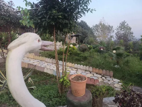 تصویر 23 - ویلا نیلوفر آبی در لنگرود