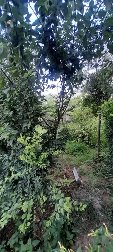 تصویر 3 - آپارتمان ویلا با ویو رو به فضای سبز . فاصله ۵ دقیقه ای تا جنگل و رودخانه در شیرگاه