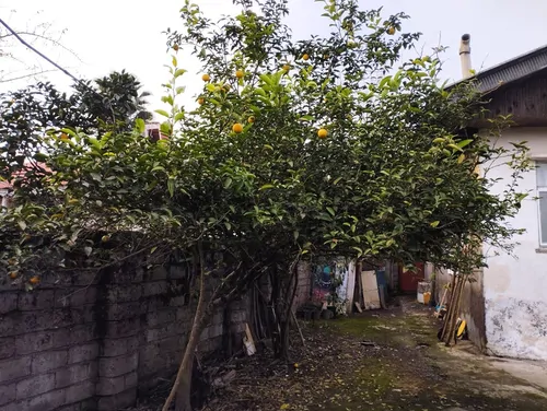 تصویر 15 - ویلا روستایی خوشبخت در  لاهیجان