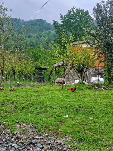 تصویر 25 - کلبه  جنگلی افرا در  شیرگاه