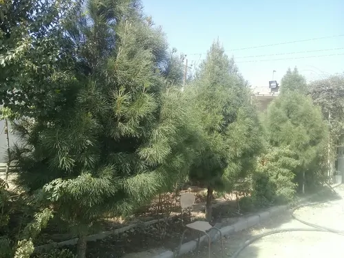 تصویر 4 - ویلا ویلا دربستی در قرچک