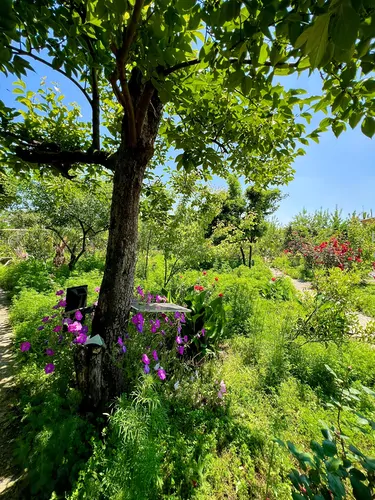 تصویر 26 - کلبه سوئیسی دایی فرامرز در کوچصفهان