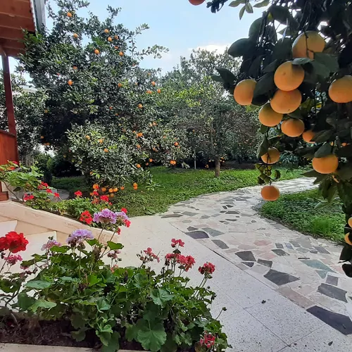 تصویر 27 - خانه مسافر باغ پرتقال در  شیرود