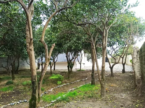 تصویر 8 - کلبه سوئیسی دنج باغ پرتقال در نشتارود