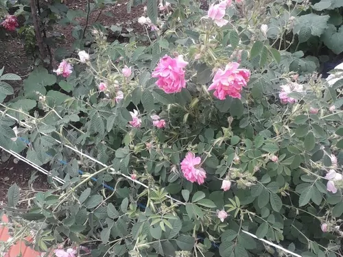 تصویر 3 - روستایی و عشایری آپارتمان  در کلیبر
