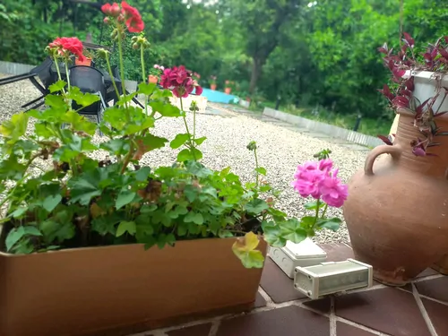 تصویر 19 - کلبه چیکا درمیان باغ پرتقال دلباز در شهسوار