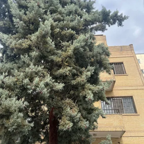 تصویر 5 - پانسیون جاوجم (اتاق ۴ تخته) در سعادت آباد در  تهران
