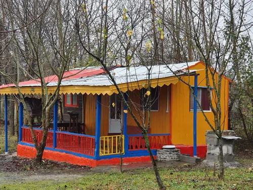 جنگلی رز 
