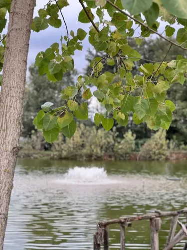 تصویر 22 - ویلا جنگلی دو درخت در  رشت