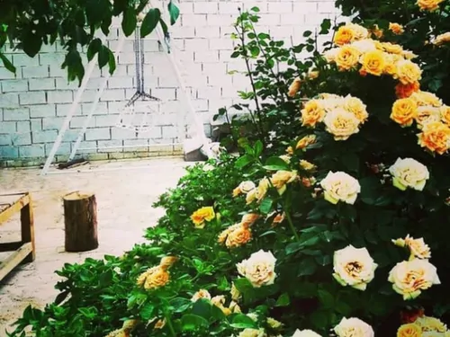 تصویر 4 - اقامتگاه بوم‌گردی گلستان پدری در نجف آباد