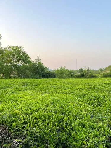 تصویر 11 - ویلا وسط باغ چای در  فومن