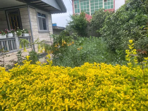 تصویر 2 - ویلا ویلای دنج امیر در ماسال
