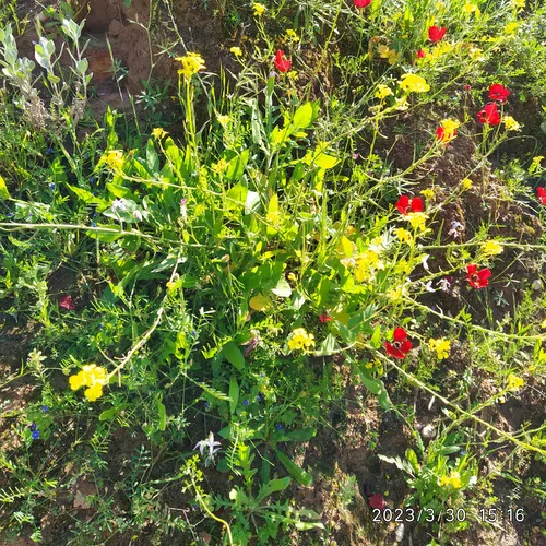 تصویر 2 - ویلا عظیمی در دزفول