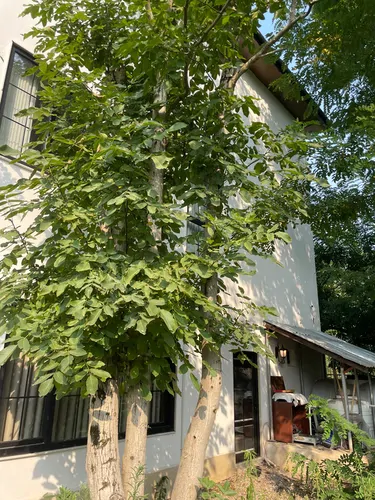 تصویر 5 - ویلا ویلای لاکچری دوبلکس جنگلی با ویو بی نظیر در  رشت