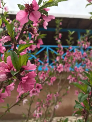 تصویر 10 - اقامتگاه بوم‌گردی بام(اتاق 3 نفره مدل ۲) در  خلخال
