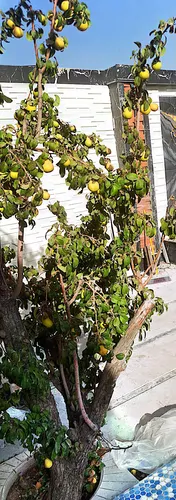 تصویر 3 - ویلا لاکچری درجه یک در شهریار